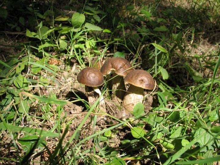 Leccinum carpini 3338